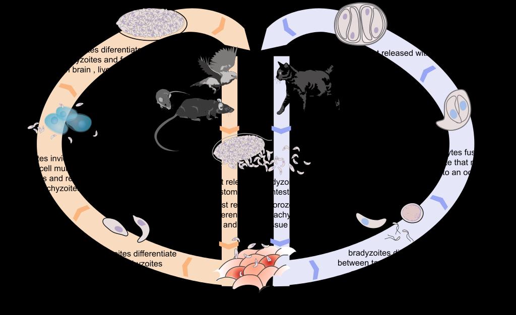 Mezihostiteli T. gondii mohou být všichni teplokrevní obratlovci. Jedná se tedy o parazita s vysokou prevalencí jak u zvířat, tak u člověka (Volf, Horák a kol., 2007). Obr. 1 Životní cyklus T.