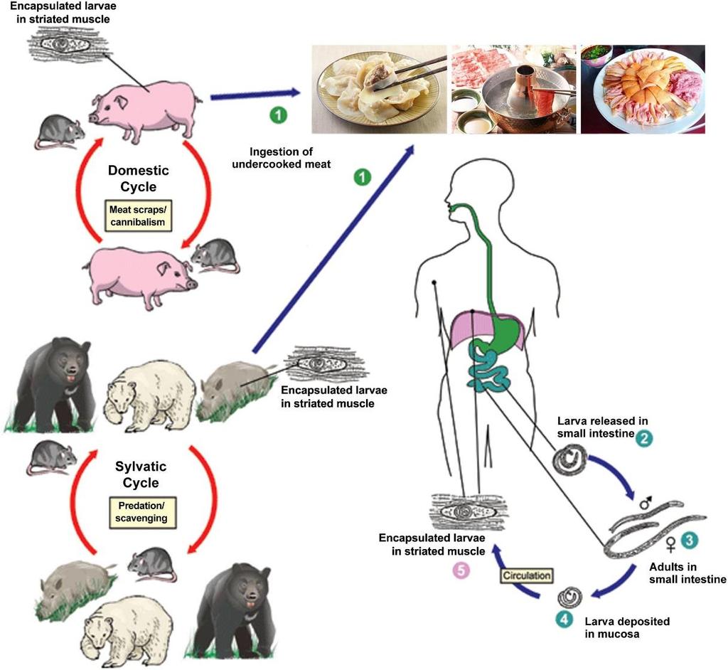 Obr. 5 Životní cyklus T. spiralis (Zdroj: https://www.frontiersin.org/articles/10.3389/fmicb.2017.01472/full) 3.3.1.3 Přenos na člověka a rizikové potraviny Nejběžnějším zdrojem nákazy je infikované vepřové maso.