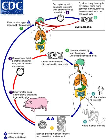 Obr. 6 Životní cyklus T. solium (Zdroj: https://www.cdc.gov/dpdx/cysticercosis/index.html) 3.3.2.