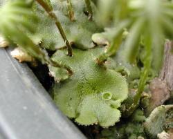 Marchantia -pohlavní