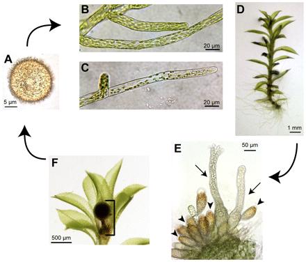 P. patens life cycle. (A) A haploid spore germinates into (B) chloronemal cells, which continue to grow and differentiate into (C) caulonemal cells.