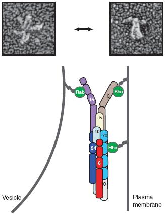 The Exocyst Complex vesicle Vesicle Sec15 Sec4 Exo84 Sec10