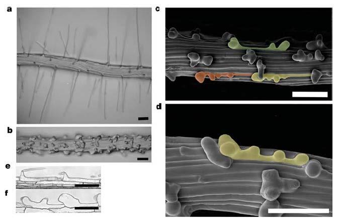 scn1 mutant in