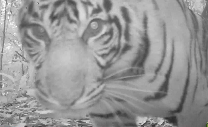 pěti let získávat záběry z fotopastí, jenž budou od ledna 2017 rozmisťovány v tropickém deštném pralese Národního parku Gunung Leuser na Sumatře.