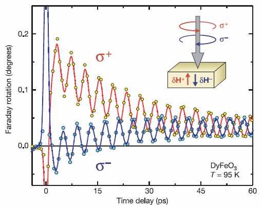 Obr. 4.4: Oscilace magnetizace v DyFeO 3 vzniklé díky inverznímu Faradayově jevu. Kruhově polarizované svazky s opačnou helicitou vytvářejí oscilace s opačnou fází.
