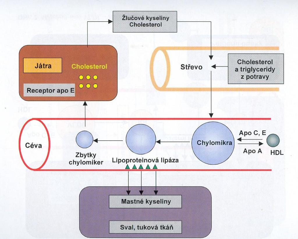 Obrázek 7. Vznik a metabolismus chylomiker (převzato z internetových stránek: http://www.zdravcentra.cz/cps/rde/xchg/zc/xsl/3141_7011.html) Syntéza a metabolizmus VLDL lipoproteinů (viz obr.