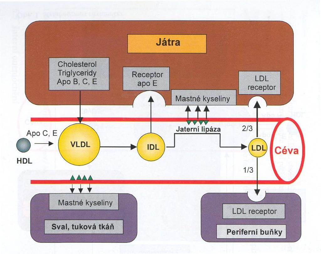 se relativně bohatší na cholesterol a vzniká částice intermediální IDL (remnanta VLDL). Předpokládá se, ţe malá část VLDL můţe být katabolizována také specifickými tkáňovými receptory pro VLDL.