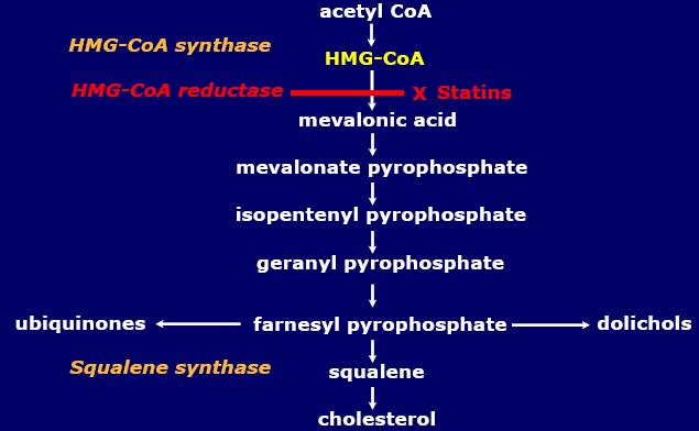 7 STATINY V LÉČBĚ HYPERCHOLESTEROLÉMIE 7.