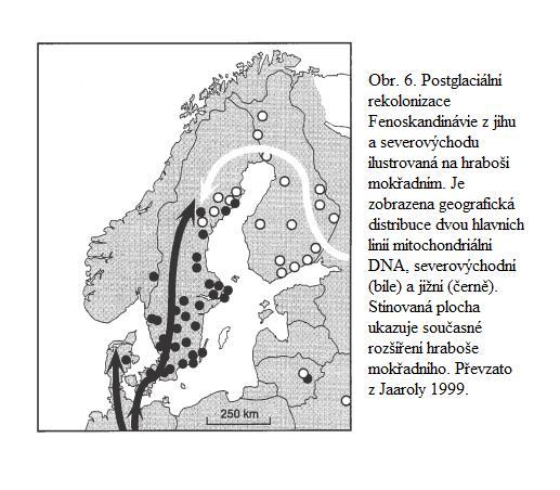 3.3. Nejvýznamnější kryptická severní refugia V kryptických severních refugií přečkalo glaciál mnoho druhů a mnoho dnešních populací pochází z poolů těchto refugií, nikoli ze tří mediteránních