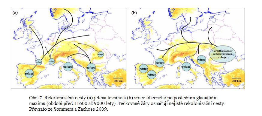 3.4. Glaciální refugia pro chladnomilné druhy Fylogeografii teplomilných a studenomilných druhů nelze zjednodušit tím způsobem, že by obě skupiny podléhaly stejným fenoménům, pouze s převrácením