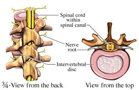 Anatomie