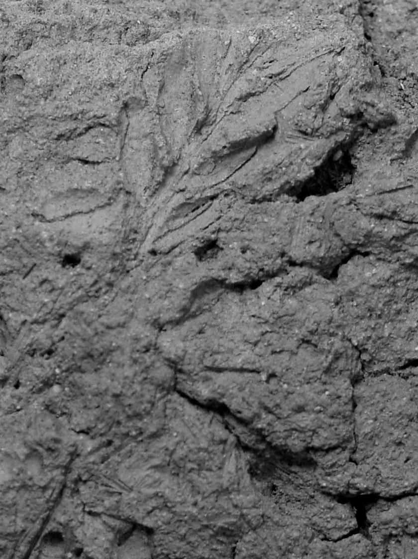 Záchranný archeologický výzkum laténského sídliště ve velkém Zboží, okr.