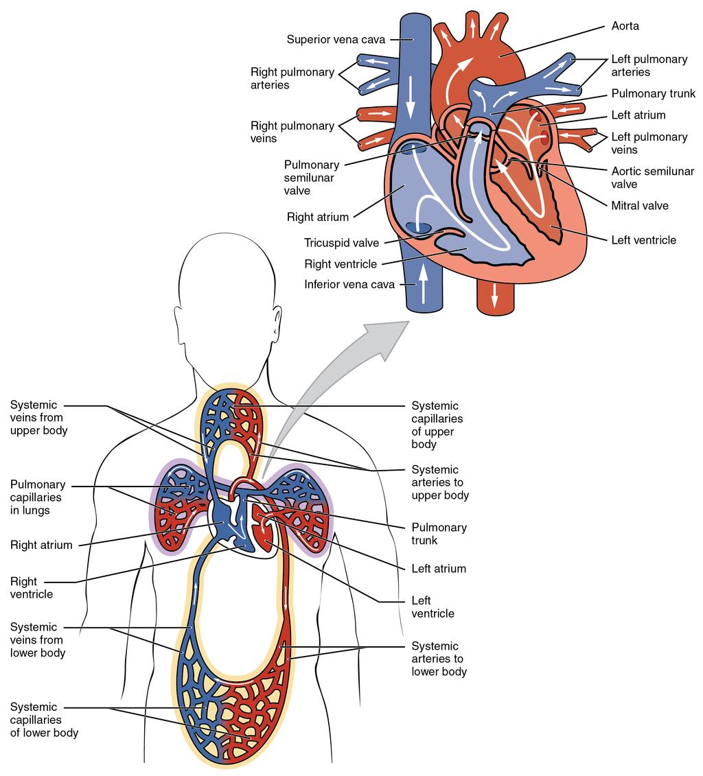 2.1. OBĚHOVÁ SOUSTAVA Aorta Hornı duta z ı la Leve plicnı tepny Prave plicnı tepny Plicnı kmen Leva sı n Leve plicnı z ı ly Aorta lnı chlopen Prave plicnı z ı ly Plicnı chlopen Mitra lnı chlopen