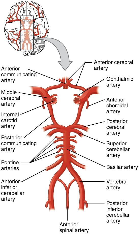 CP P = 50 135 6,7 18 Anterior Communicating Artery Middle Cerebral Artery Internal Carotid Artery Posterior Communicating Artery Circle of Willis Anterior Cerebral Artery Ophthalmic Artery Anterior