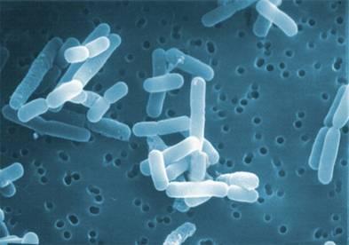 Lactobacillus fermentum Je to grampozitivní bakterie. Je významná svými dvěma vlastnostmi: antimikrobiální - snižuje riziko salmonelových a úplavicových infekcí.