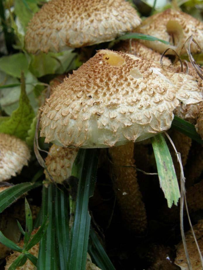 Armillaria možnost záměny: Pholiota squarrosa šupinovka kostrbatá