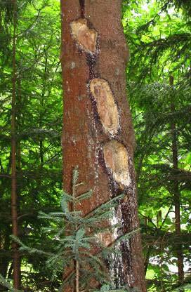 Plodnice: Coniophora piceae u otvorů, které vytvořili datlovití