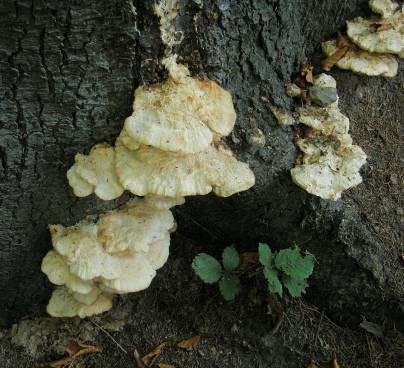 Climacocystis borealis Plodnice: jednoleté, žlutobílé až bílé, ve velkém