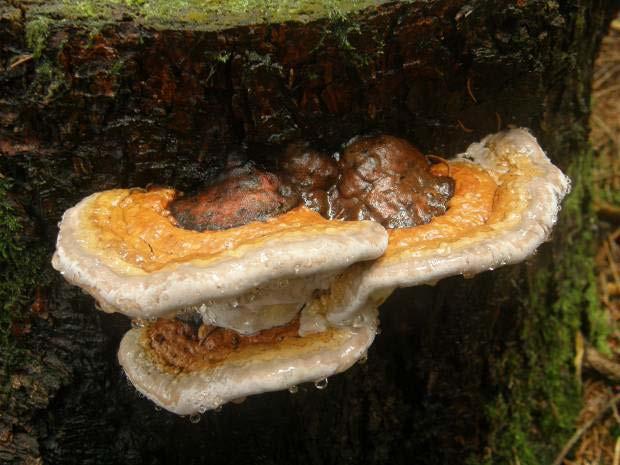 Fomitopsis pinicola troudnatec pásovaný