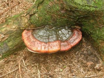 Fomitopsis pinicola Plodnice: víceleté, kopytovité, mohutné,