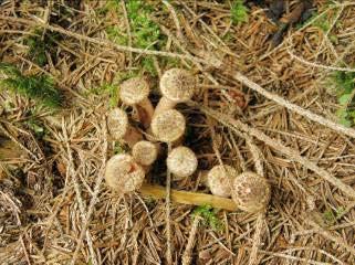 Armillaria hostitelé - 600 druhů bylin a