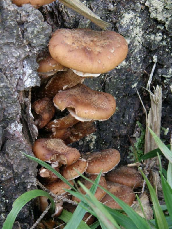 Armillaria A.