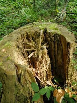 Armillaria Charakteristika hniloby: bílé tlení infekce přes kořeny do středního válce koř. max.