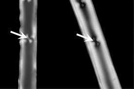 Obrázek 8. Fotka tracheid z polarizačního mikroskopu Borovice montereyské, která ukazuje způsob měření polohy maximálního útlumu (extinkce) světla.
