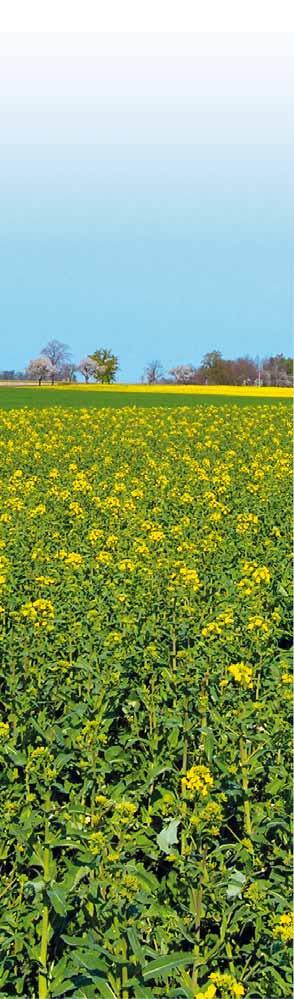 Fungicidní účinnost Přípravek GRISU + IRIBIS Pack Dávka na 1 ha 1,0 l/ha + 0,5 l/ha Max.