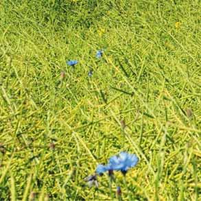 apod.). 0,2 l/ha NOVASTIM - 2 aplikace za vegetaci 1.