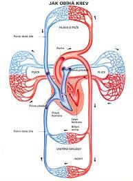 Poruchy oběhu krve Celkové