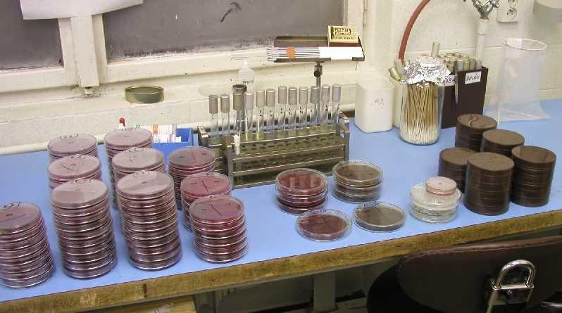 www.medmicro.