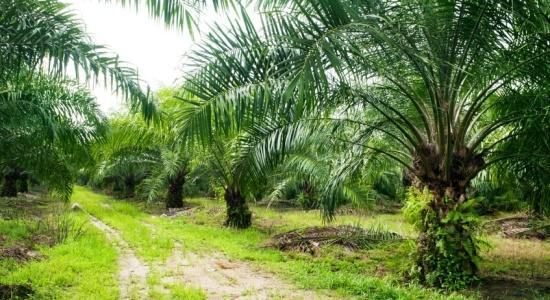 3 PALMA OLEJNÁ Palmový olej je produkt, který se vyrábí z plodů tropického druhu palmy olejnice guinejské, též nazývané palmy olejné (Elaeis guineensis).