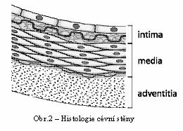 3 LÉKAŘSKÉ MINIMUM 3.1 Histologie cévní stěny Vnitřní stavba stěny cévy zcela zásadně určuje její výsledné mechanické vlastnosti.