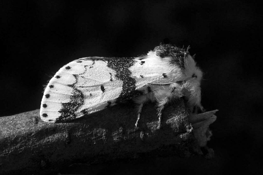 Methodology, Lepidoptera, biological research, bioindicators, habitat quality, conservation ABSTRACT The presented paper solves the problem of natural habitats quality evaluation and conservation