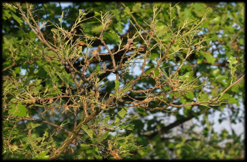 pilatka Nematus sp.