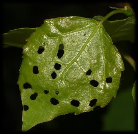 Cydalima perspectalis