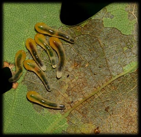 listu) pilatka dubová Caliroa cinxia