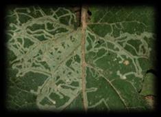 drobníček Stigmella anomalella vrtalka