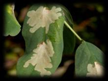 Stigmella hemargyrella