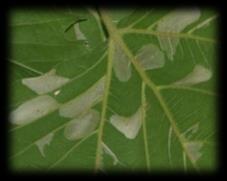 Stigmella anomalella