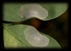 Aulagromyza hendeliana s