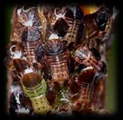 dospělec larva vajíčka pachatel
