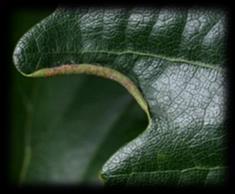 stigmatella bejlomorka