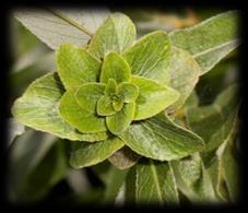 Psyllopsis fraxini