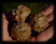 cavernosa pilatka