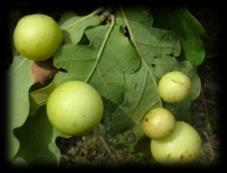chloupky pilatka