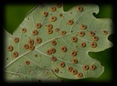 pilatka Pontania