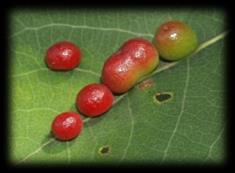 Harmandiola tremulae