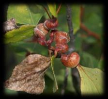 Andricus quercusfolii